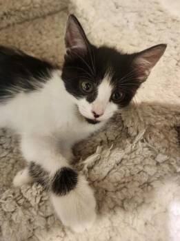 Tuxedo Cats Available for Adoption in San Juan Capistrano, California - Lake | PetCurious