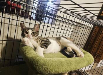 Sora -  Tabby Cat for Adoption in Glendale, Arizona - Sora | PetCurious
