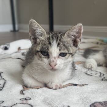 Rescue Domestic Short Hair Cats for Adoption in Houston, Texas - Mei Mei | PetCurious