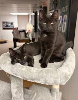 Rescue Domestic Short Hair Cats for Adoption in Boiling Springs, Pennsylvania - Chip & Dale | PetCurious