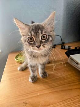 Rescue Domestic Long Hair Cats for Adoption in Treasure Island, Florida - Cove | PetCurious