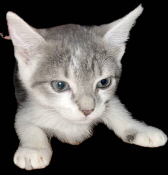 Rescue Domestic Short Hair Cats for Adoption in Lexington, South Carolina - Etta | PetCurious