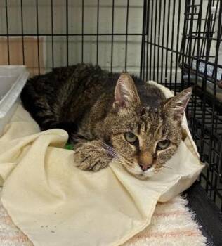 Rueben -  Domestic Short Hair Cat for Adoption in Saint Clairsville, Ohio - Rueben | PetCurious