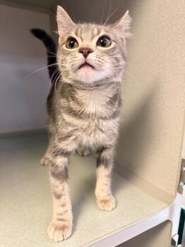 Arizona -  Domestic Short Hair Cat for Adoption in Pottsville, Pennsylvania - Arizona | PetCurious
