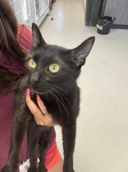 Mariah -  American Shorthair Cat for Adoption in New Kensington, Pennsylvania - Mariah | PetCurious