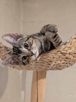 Pollux (bonded with Castor) -  Domestic Short Hair Cat for Adoption in Dublin, Ohio - Pollux (bonded With Castor) | PetCurious