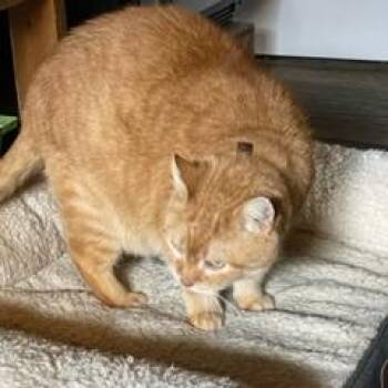 Rescue Domestic Short Hair Cats for Adoption in Elko New Market, Minnesota - George | PetCurious