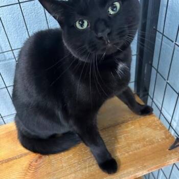 Domestic Short Hair Cats Available for Adoption - Bella | PetCurious