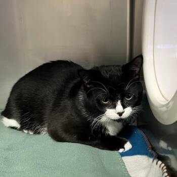 Domestic Short Hair Cats Available for Adoption - Dream | PetCurious