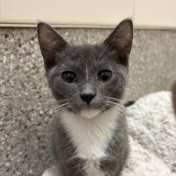Myth -  Domestic Short Hair Cat for Adoption in Detroit Lakes, Minnesota - Myth | PetCurious