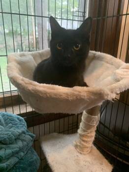 Rescue Domestic Short Hair Cats for Adoption in Emporia, Kansas - Amelia | PetCurious