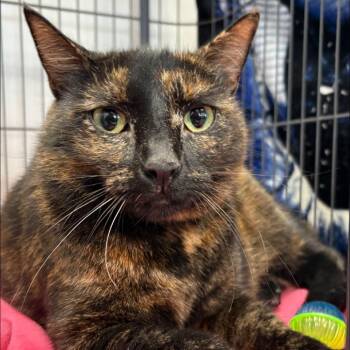 Curry -  Domestic Short Hair Cat for Adoption in Buffalo, New York - Curry | PetCurious