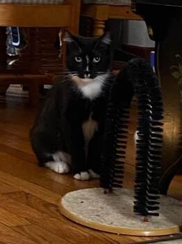 Ray Ray (bonded to Henray) -  Domestic Short Hair and Tuxedo Cat for Adoption in Littlestown, Pennsylvania - Ray Ray (bonded To Henray) | PetCurious