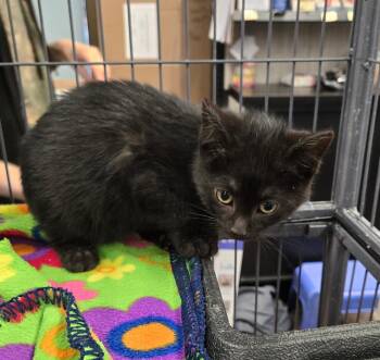 Kirpal -  Domestic Short Hair Cat Available for Adoption in Hamilton, Ontario - Kirpal | PetCurious