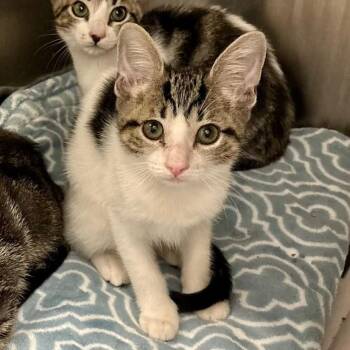 Phoenix -  Domestic Short Hair Cat for Adoption in Leander, Texas - Phoenix | PetCurious