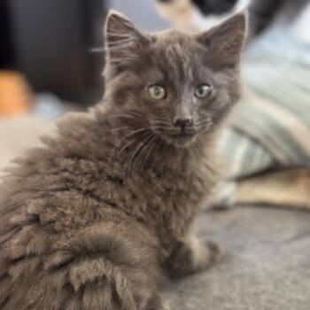 Einstein -  Nebelung Cat for Adoption in Lakewood, California - Einstein | PetCurious