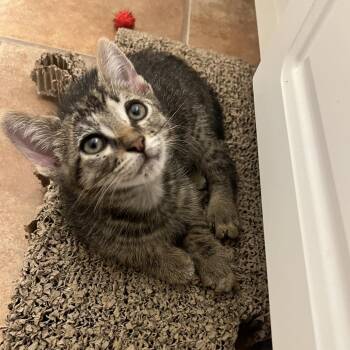 Quartz -  Domestic Short Hair Cat for Adoption in Houston, Texas - Quartz | PetCurious