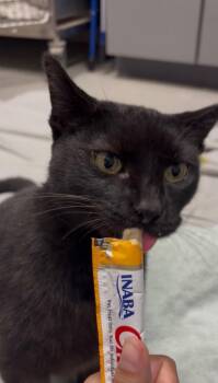 Pringle -  Domestic Short Hair Cat for Adoption in Bloomington, Indiana - Pringle | PetCurious