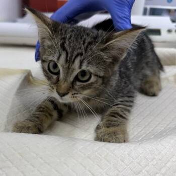 Molasses -  Domestic Short Hair Cat for Adoption in New York, New York - Molasses | PetCurious