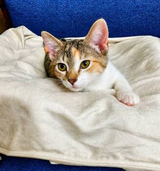 Callie -  Domestic Short Hair and Dilute Calico Cat for Adoption in San Antonio, Texas - Callie | PetCurious