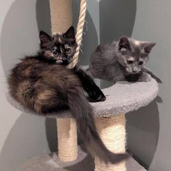 Domestic Medium Hair Cats Available for Adoption in South Elgin, Illinois - Annie | PetCurious