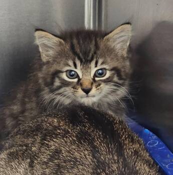 Walnut -  Domestic Short Hair Cat for Adoption in Athens, Tennessee - Walnut | PetCurious