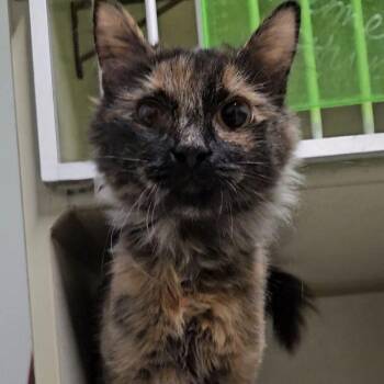 Domestic Short Hair Cats Available for Adoption in Lakewood, Colorado - Abbey | PetCurious