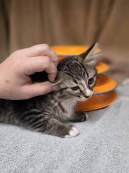 Swan -  Domestic Medium Hair and Domestic Short Hair Cat for Adoption in Westland, Michigan - Swan | PetCurious