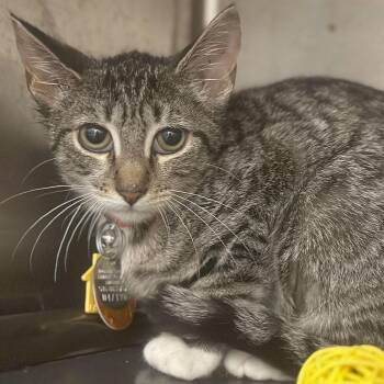 Mitochondria -  Domestic Short Hair Cat for Adoption in Port Washington, New York - Mitochondria | PetCurious