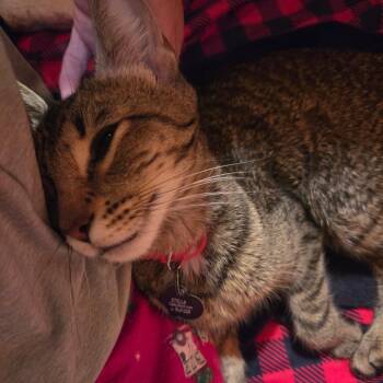 Stella -  Domestic Short Hair Cat for Adoption in La Grange, Kentucky - Stella | PetCurious