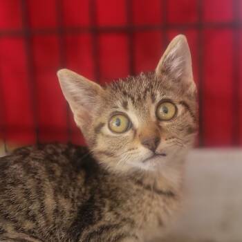 Rescue Domestic Short Hair Cats for Adoption in Rochester, Minnesota - Botanical | PetCurious