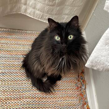 Domestic Long Hair Cats Available for Adoption - Stormy Faller | PetCurious