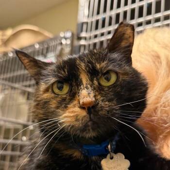 Tootie -  Domestic Medium Hair Cat for Adoption in Chattanooga, Tennessee - Tootie | PetCurious