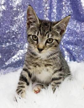 Rhino is going to bowl u over with his lovin - VIDEO -  Tabby and Bengal Cat for Adoption in Bedford Hills, New York - Rhino Is Going To Bowl U Over With His Lovin - VIDEO | PetCurious
