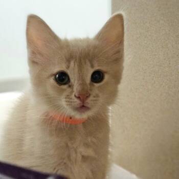 Meg -  Domestic Short Hair Cat for Adoption in Oakland, California - Meg | PetCurious