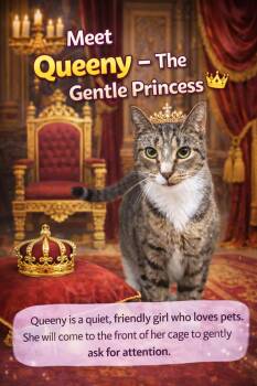 Tabby and Tuxedo Cats Available for Adoption - Queeny (FCID# 03/12/2026 - 30 Trainer) | PetCurious