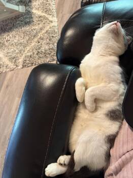 Smokey -  Domestic Short Hair Cat for Adoption in Earleville, Maryland - Smokey | PetCurious