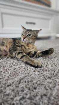 Rescue Tabby and Domestic Short Hair Cats for Adoption in Liverpool, Texas - Tiki | PetCurious
