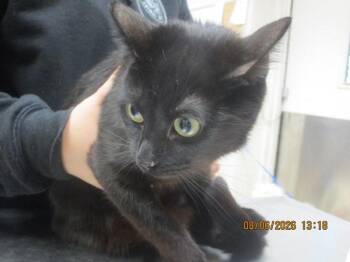 Leo(674) -  Domestic Short Hair Cat for Adoption in Marietta, Georgia - Leo(674) | PetCurious