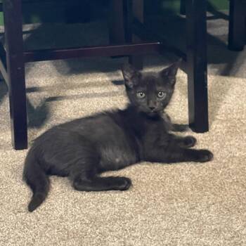 Nunchucks -  Domestic Short Hair Cat for Adoption in Westminster, California - Nunchucks | PetCurious