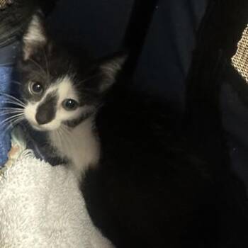 Bobbin -  Domestic Short Hair Cat for Adoption in Chamblee, Georgia - Bobbin | PetCurious