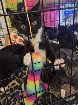 Ozzy -  Domestic Short Hair Cat for Adoption in Rossville, Maryland - Ozzy | PetCurious