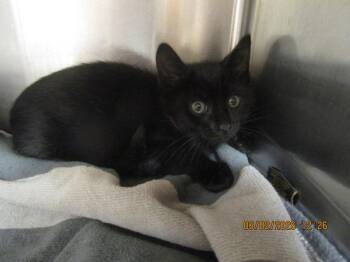 Shego(631) -  Domestic Short Hair Cat for Adoption in Marietta, Georgia - Shego(631) | PetCurious