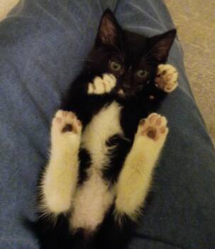 Rescue Domestic Short Hair Cats for Adoption in Myrtle Beach, South Carolina - Bandit | PetCurious