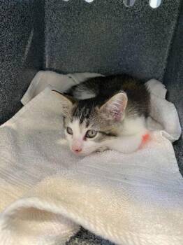 Gardenia -  Domestic Short Hair Cat for Adoption in Daytona Beach, Florida - Gardenia | PetCurious