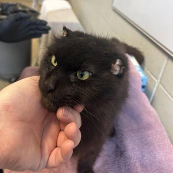 Domestic Medium Hair Cats Available for Adoption in Bristol, Indiana - Leon | PetCurious