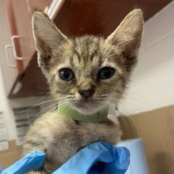 Rescue Domestic Short Hair Cats for Adoption in Kanab, Utah - Yellow | PetCurious