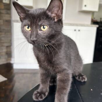 Rescue Domestic Short Hair Cats for Adoption in Germansville, Pennsylvania - Alo | PetCurious