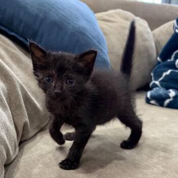 Dire Crowley -  Domestic Short Hair Cat for Adoption in Westminster, California - Dire Crowley | PetCurious