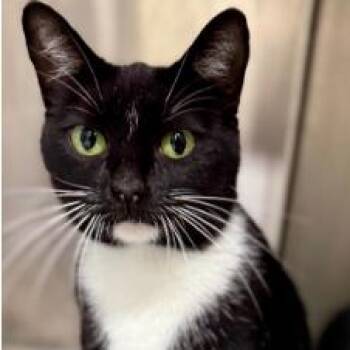 Domestic Short Hair Cats Available for Adoption - Pamela | PetCurious